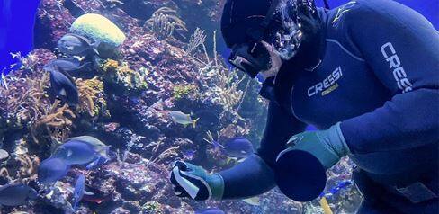 Cleaning one of the worlds largest aquariums SEA Aquarium 1366x666px