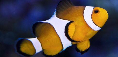 Amazing Marine Mummies at SEA Aquarium Clown Fish 1366x666