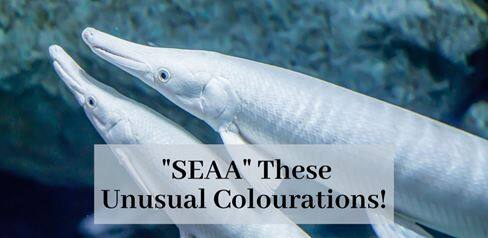 Animals Sporting Unusual Colours at SEA Aquarium 1366x666px