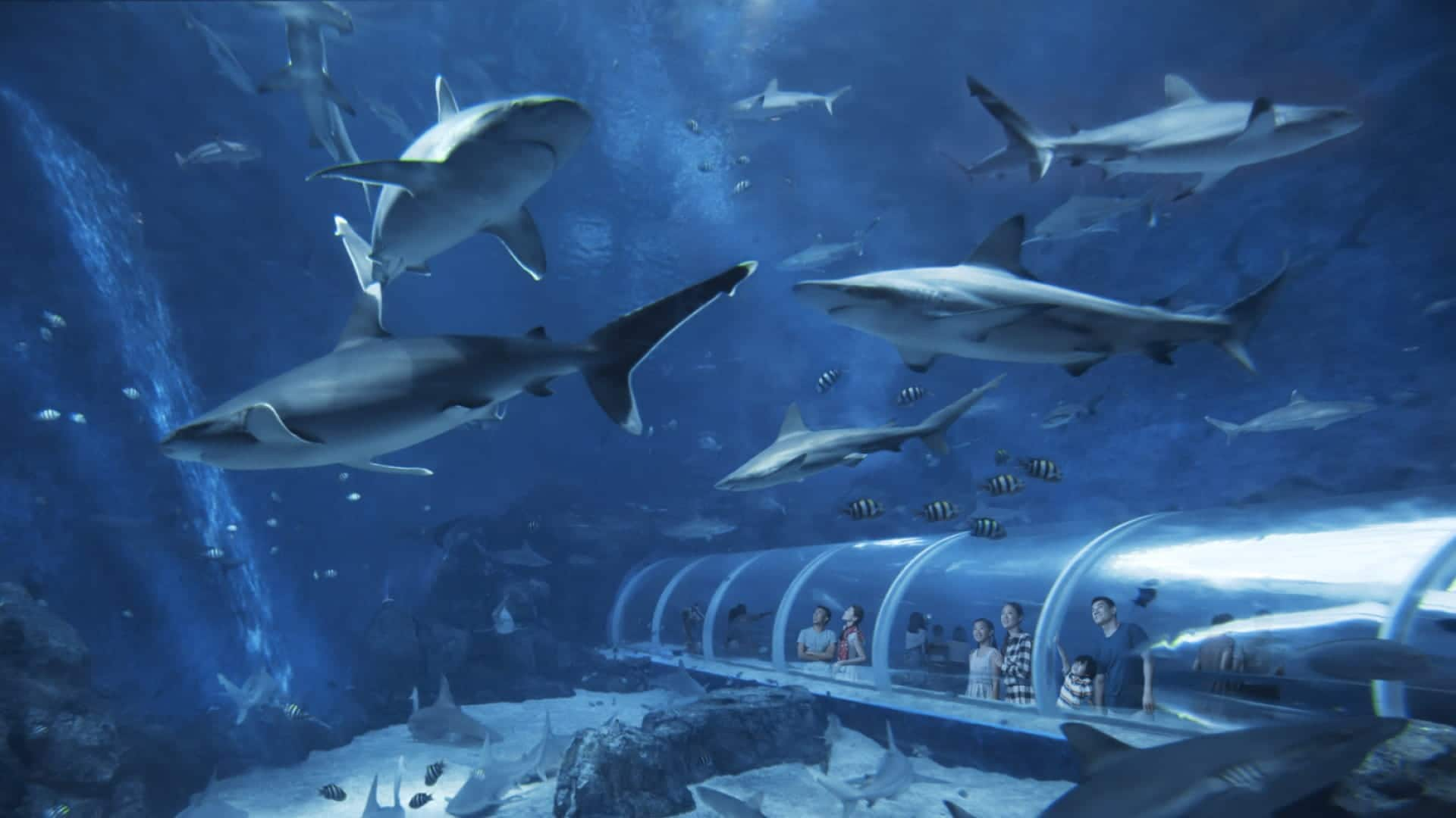 Visitors viewing the Shark Habitat at SEAA