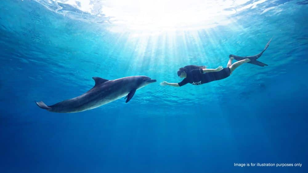 Dolphin-Island-Dolphin-Adventure-750x422-1