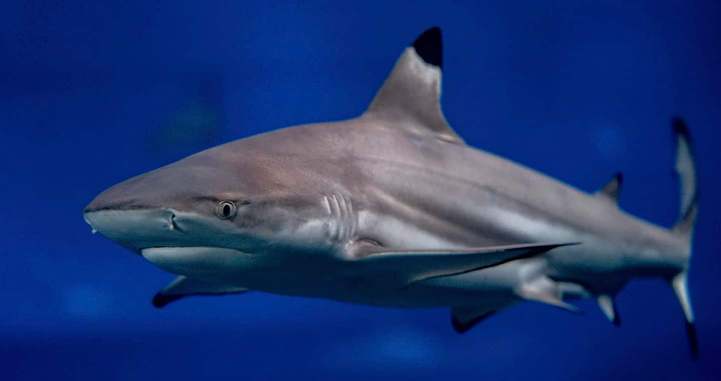 SEAA-blacktip-reef-shark-1440x760