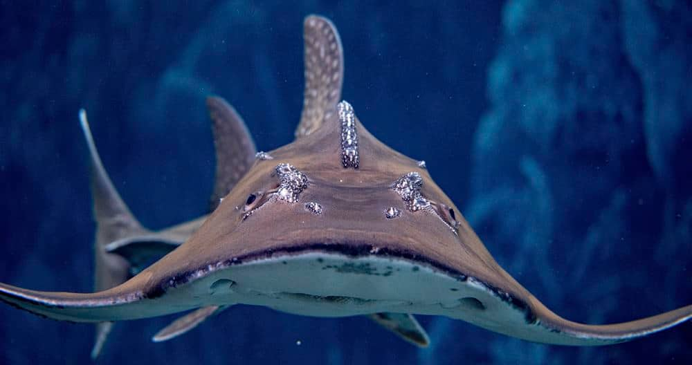 SEAA-bowmouth-guitarfish-1440x760