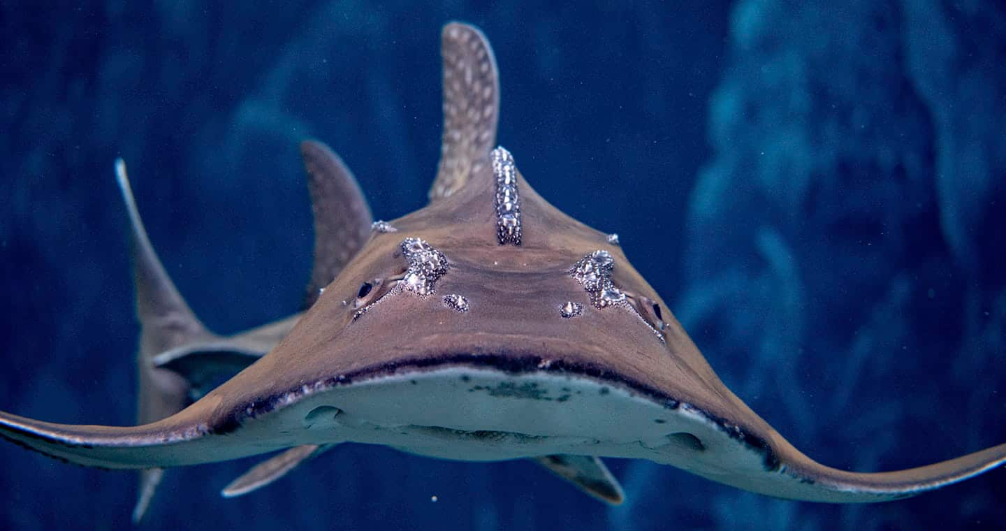 SEAA-bowmouth-guitarfish-1440x760