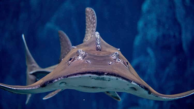 SEAA-bowmouth-guitarfish-750x422