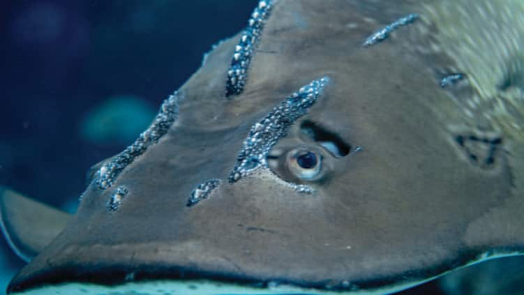 SEAA_Guitarfish_750x422