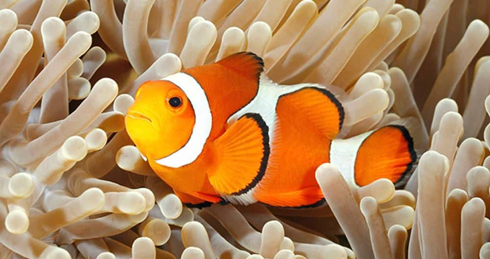 SEAA-clownfish-1440x760