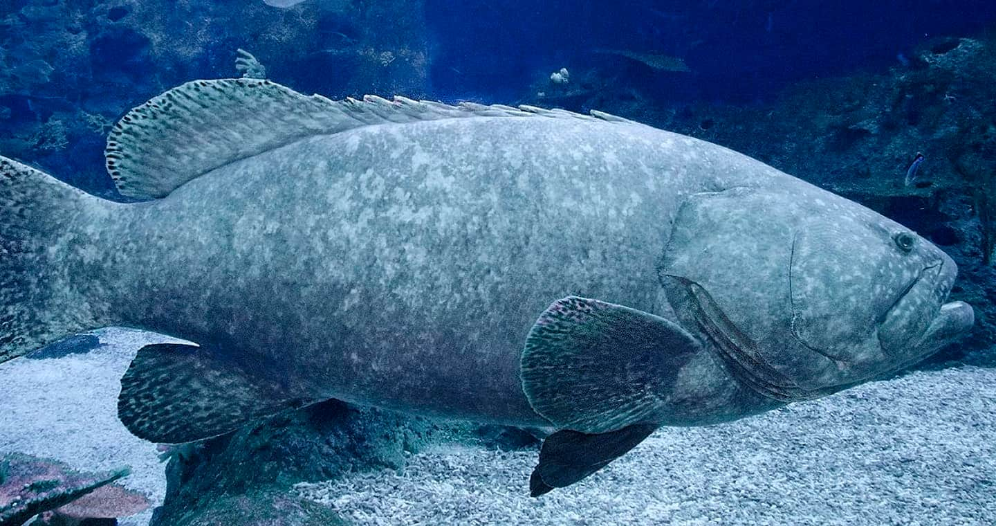 SEAA-giant-grouper-1440x760