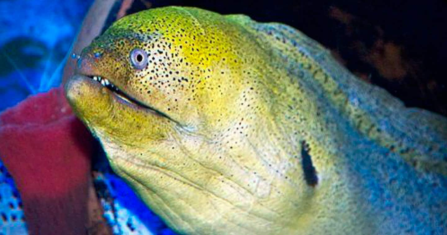 Giant Moray Eel - Marine Animals - S.E.A. Aquarium