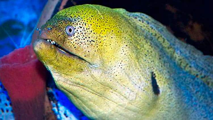 SEAA-giant-moray-eel-750x422