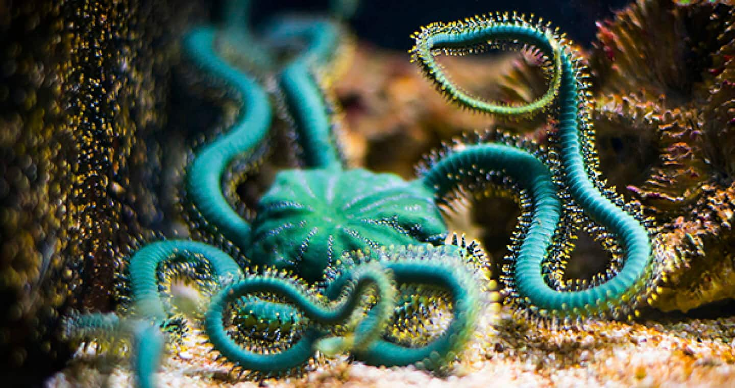 SEAA-green-brittle-star-1440x760