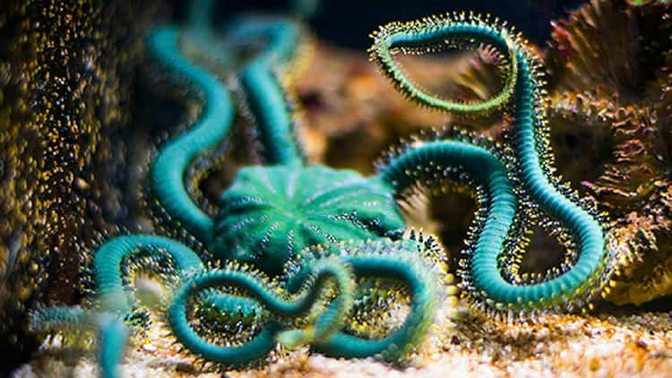 SEAA-green-brittle-star-750x422