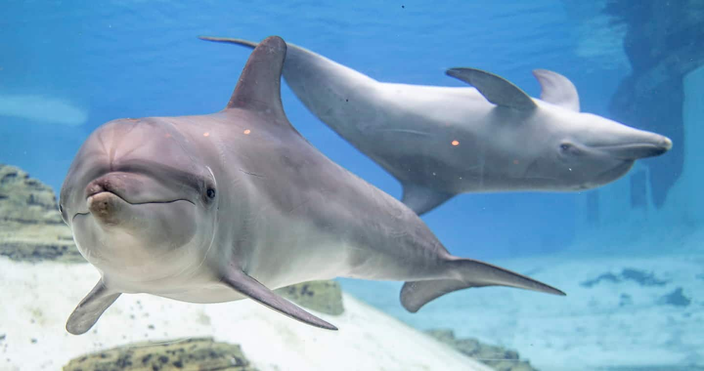 SEAA-indo-pacific-bottlenose-dolphin-1440x760