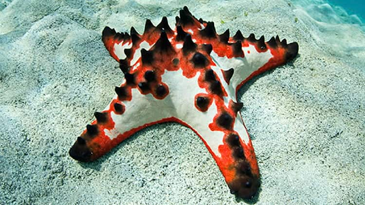 SEAA-knobbly-sea-star-750x422