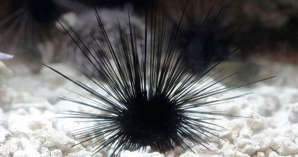 SEAA-long-spined-sea-urchin-1440x760