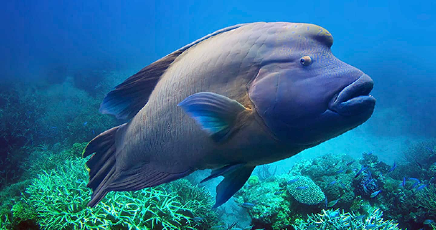 SEAA-napoleon-wrasse-1440x760