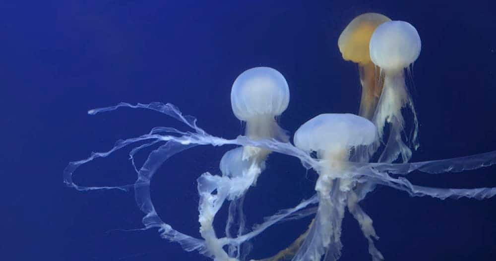 SEAA-sea-nettle-1440x760