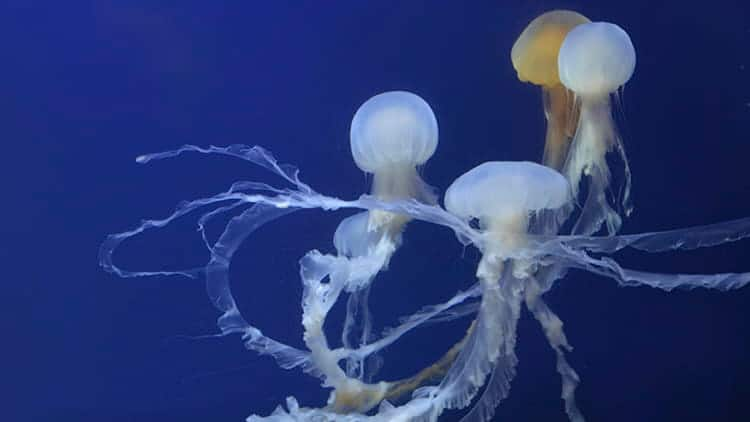 SEAA-sea-nettle-750x422