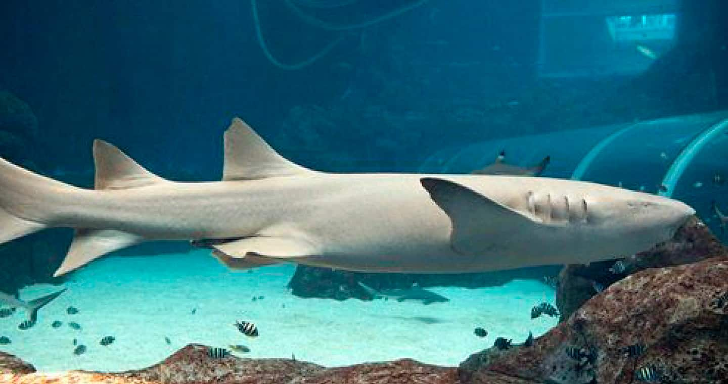 SEAA-tawny-nurse-shark-1440x760