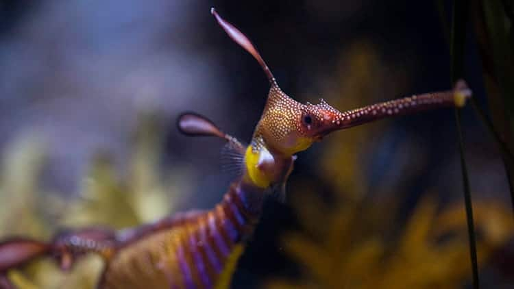 SEAA-weedy-sea-dragon-750x422