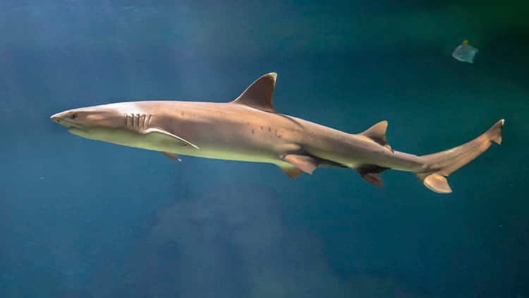 SEAA-whitetip-reef-shark-750x422