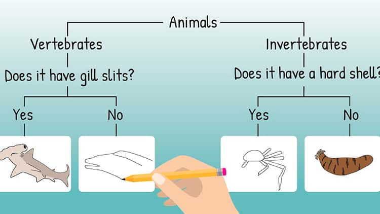 SEAA-educator-resources-dichotomous-key-750x422