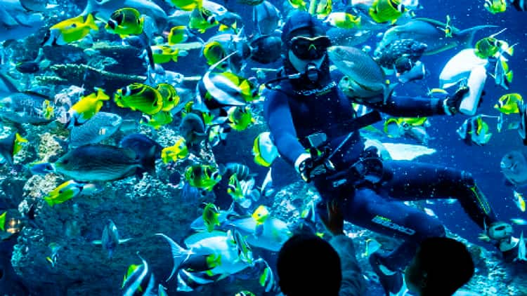 Dive Feeding  Coral Garden750x422