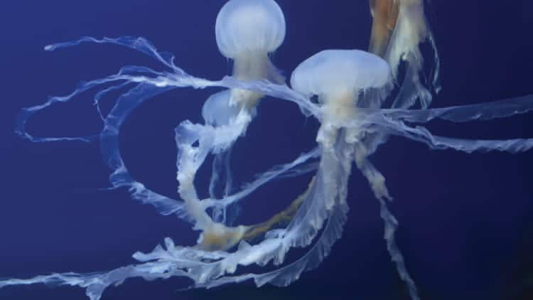 Sea Jelly