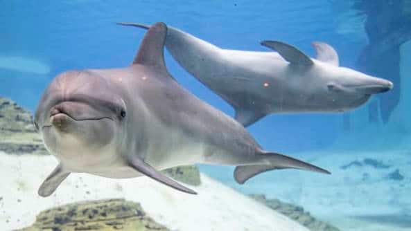 se-dolphin-encounter-experience-750x422