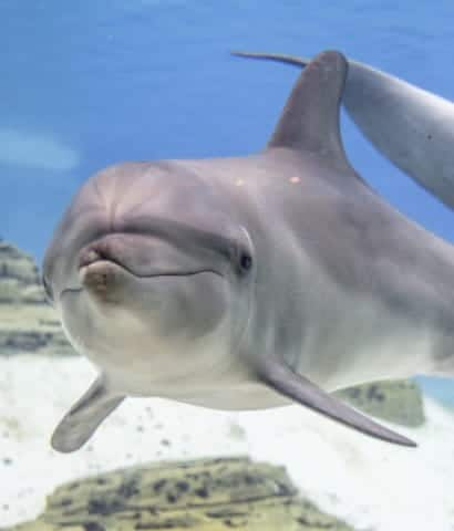 se-dolphin-encounter-experience-750x422