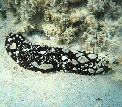 SEAA-Black-Sea-Cucumber