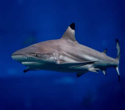 SEAA-Blacktip-Reef-Shark