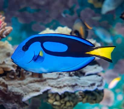 SEAA-Blue-Tang