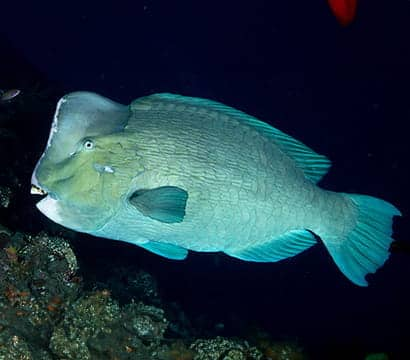 SEAA-Bumphead-Parrotfish