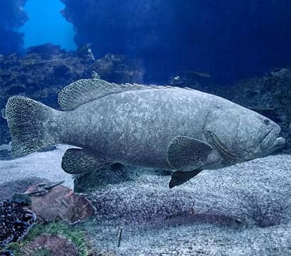 SEAA-Giant-Grouper