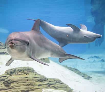 SEAA-Indo-Pacific-Bottlenose-Dolphin