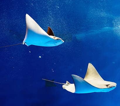 SEAA-Javanese-Cownose-Ray