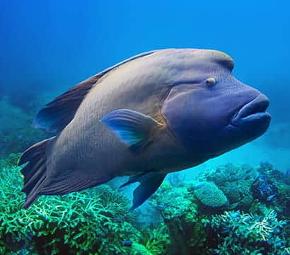 SEAA-Napoleon-Wrasse