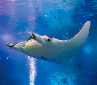 SEAA-reef-manta-ray