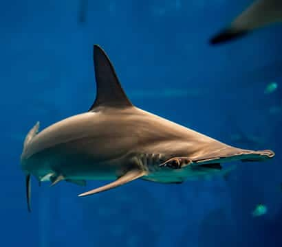 SEAA-Scalloped-Hammerhead-Shark