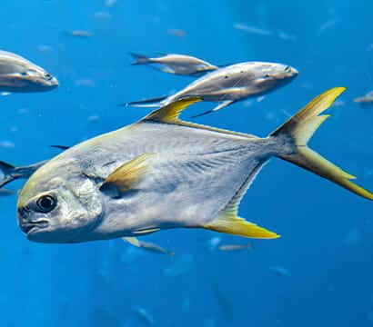 SEAA-snubnose-pompano