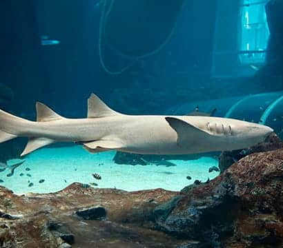 SEAA-tawny-nurse-shark