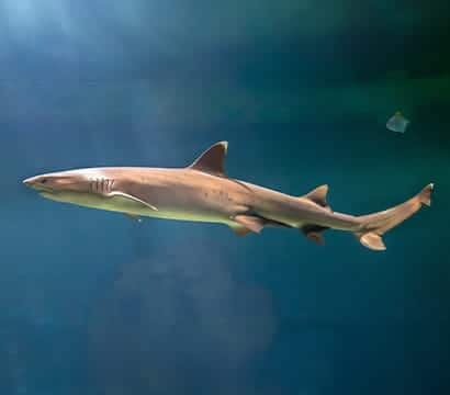 SEAA-whitetip-reef-shark