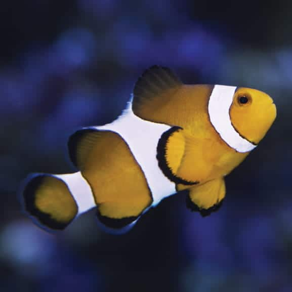 SEAA-Clownfish