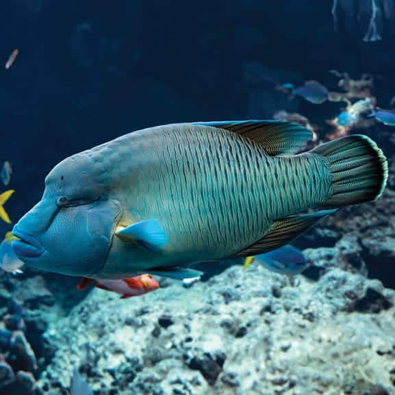 SEAA-Humphead-Wrasse