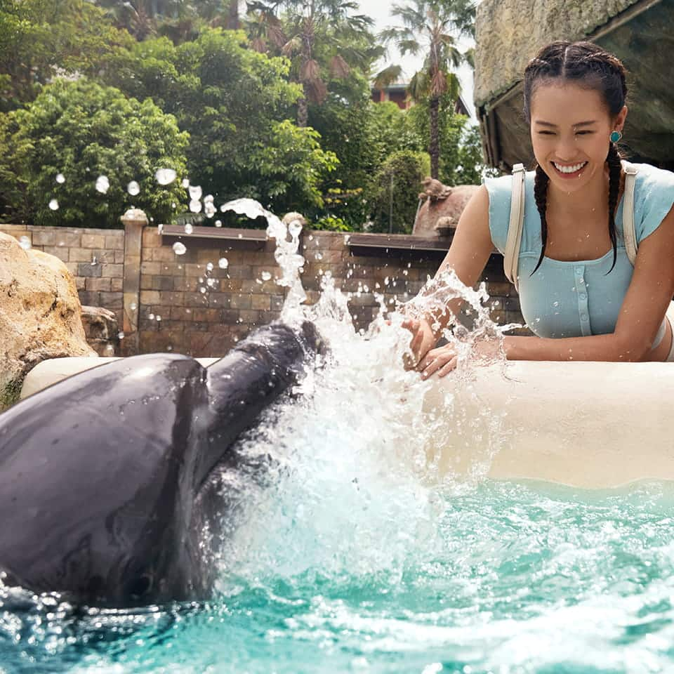 Dolphin Island | Dolphin Encounters at Sentosa Singapore