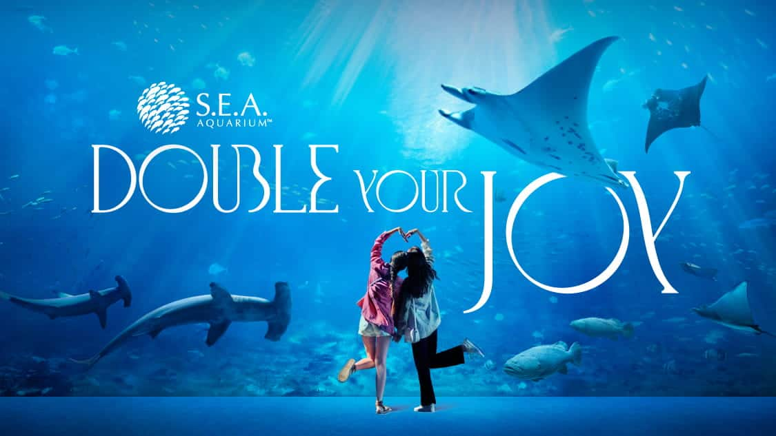 seaa-double-your-joy